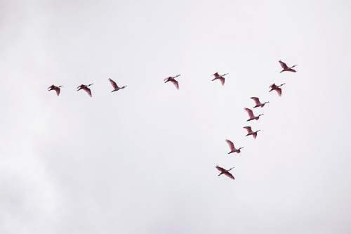 bird flight of red birds flying