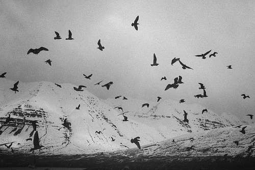 black-and-white flock ob flying birds flock