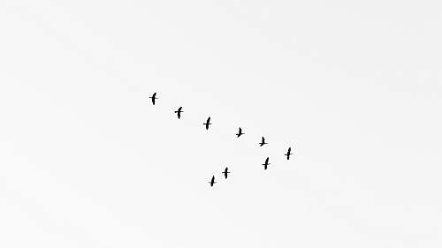 bird flock of bird in mid air black-and-white