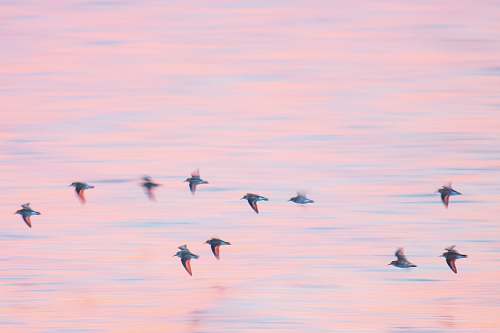 bird flock of birds above body of water flying