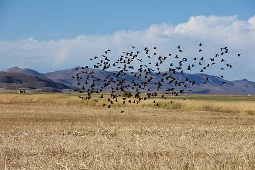 bird flock of birds above rice field flock