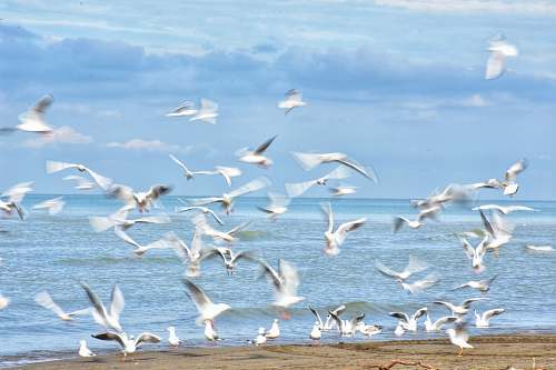 bird flock of birds at daytime flock