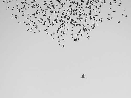 flock flock of birds flying at daytime black-and-white
