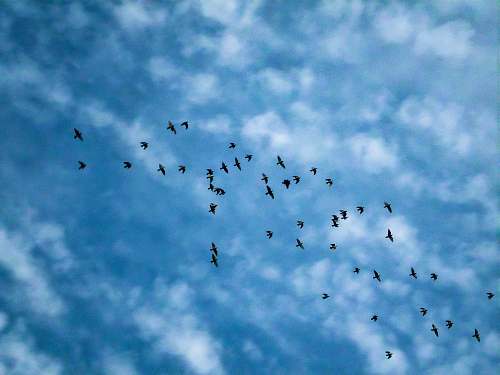 flock flock of birds flying blue