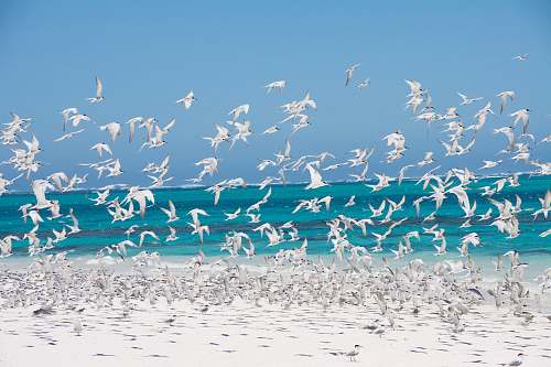 bird flock of birds on shore flock