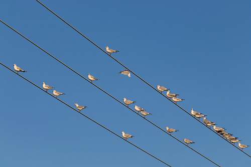 bird flock of birds perching on wires flock