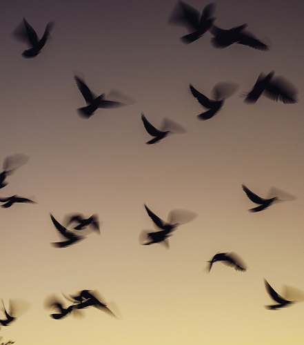 bird flock of black bird painting flock