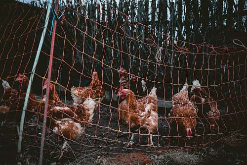 bird flock of chicken inside net chicken