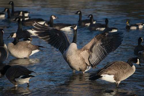 bird flock of ducks goose