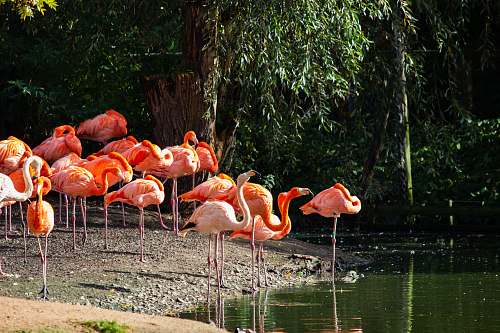 bird flock of flamingos flamingo