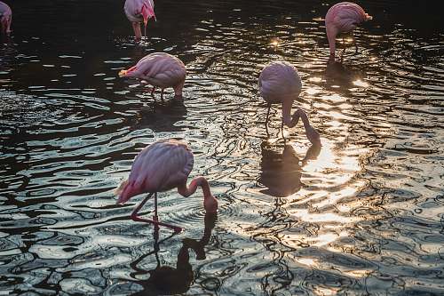 bird flock of flamingos drinking water flamingo