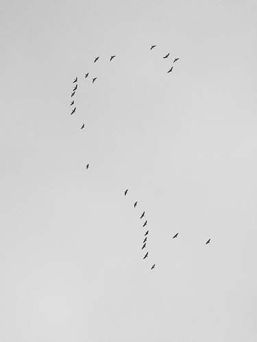black-and-white flock of flying birds grey
