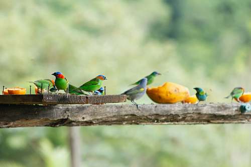 bird flock of green and red bird bee eater