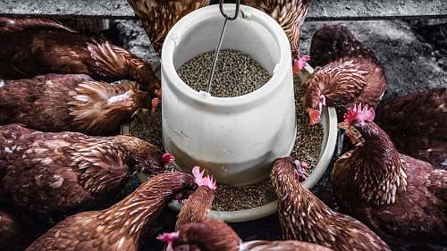 bird flock of hen chicken