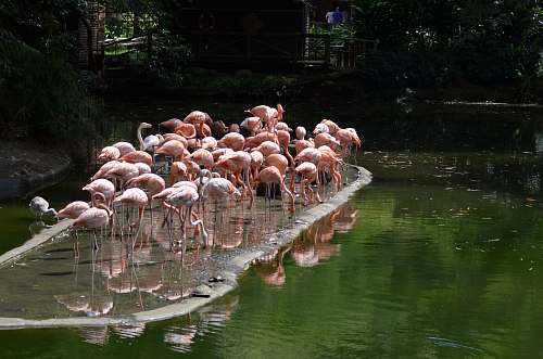 bird flock of pink flamingo during daytime flock