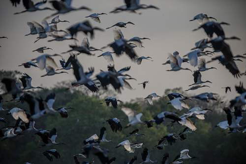 bird flock of white storks flying during daytime flock