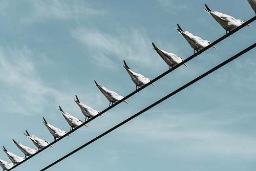 bird flock white seagull dove
