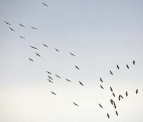 flock flocks of birds during daytime grey