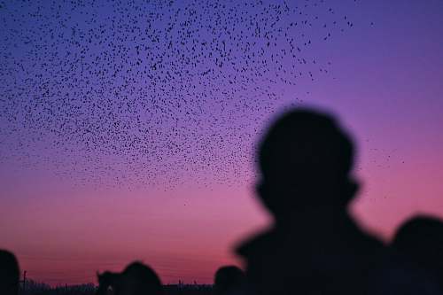 flock flocks of birds flying in the sky human