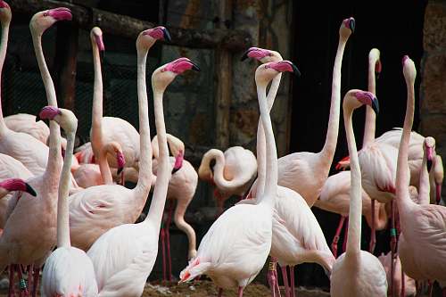 bird flocks of flamingo flamingo