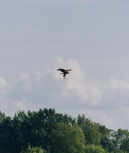 bird flying bird over trees flying