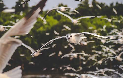 bird flying birds flying