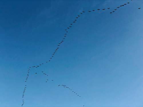 blue flying birds flock