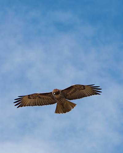 bird flying brown and black bird during daytime hawk