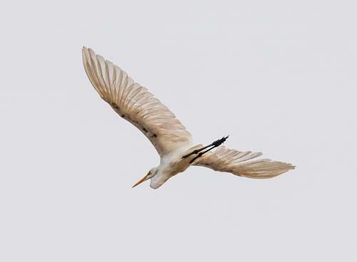 bird flying brown and white bird flying