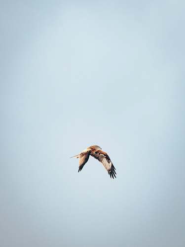 bird flying brown and white bird during daytime flying