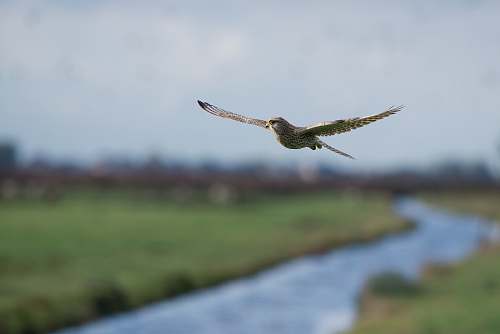 bird flying brown hawk flying