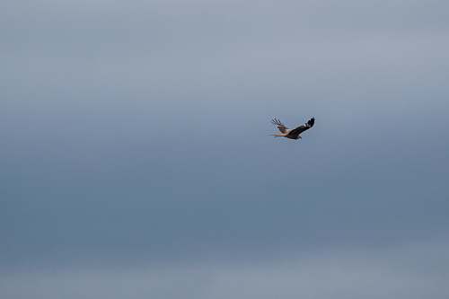 bird flying eagle flying