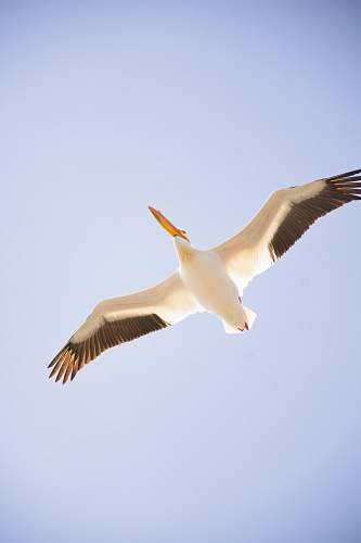 bird flying pelican pelican
