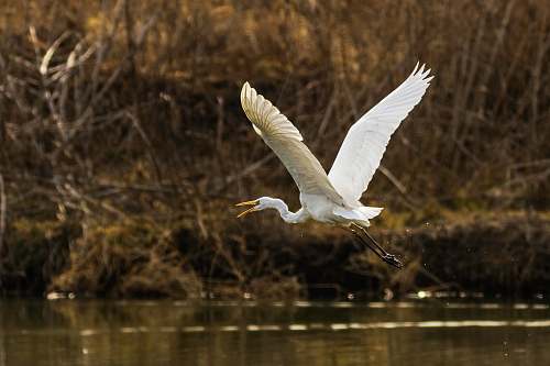 bird flying swan at daytime waterfowl