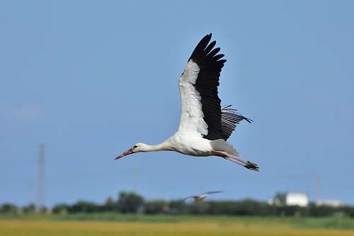 bird flying white and black bird during day stork