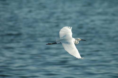 waterfowl flying white bird above body of water ardeidae