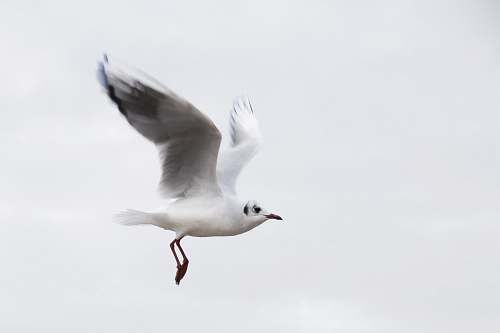 black-and-white flying white bird on air bird