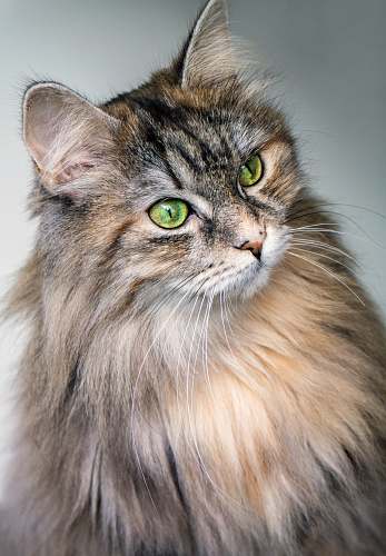 pet focus photography of long-fur brown cat cat