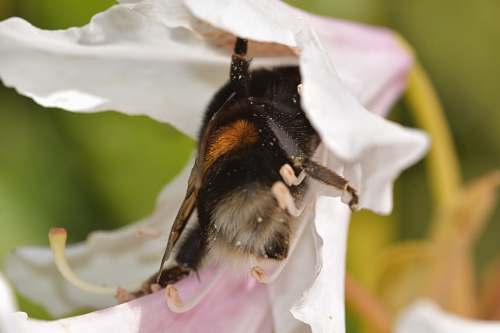 apidae focus photography of white petaled flower bee