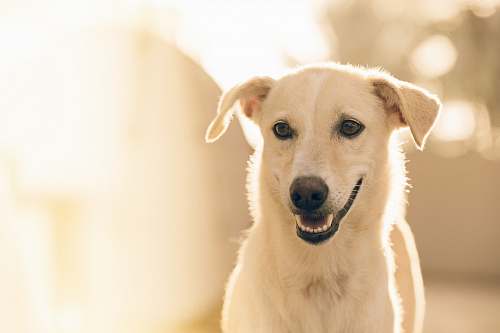 pet focus photography short-coated white dog dog