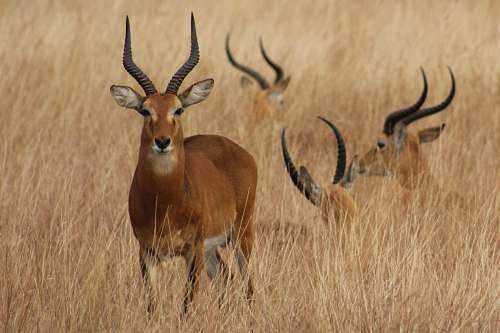 mammal four antelopes on safari wildlife