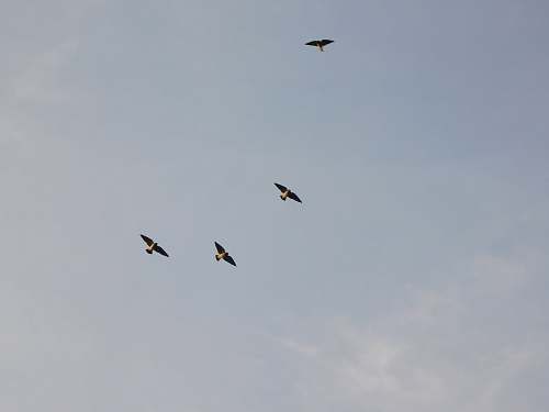 bird four birds in flight under white sky flying