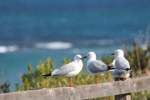 bird four birds on fence seagull