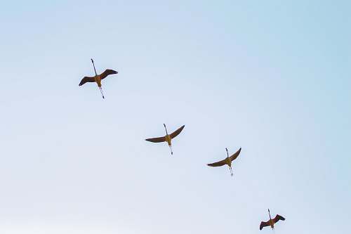 bird four black birds flying