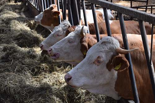 mammal four brown and white cattles in cage cattle