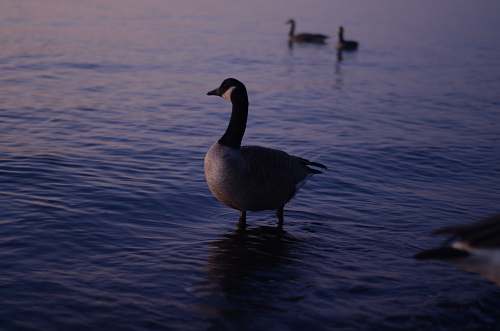 bird four gray and black ducks on sea water