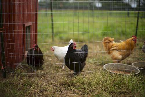 chicken four hens bird