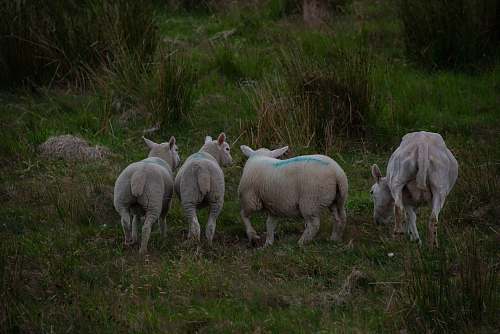 mammal four lambs sheep