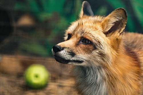 fox fox near green fruit wildlife