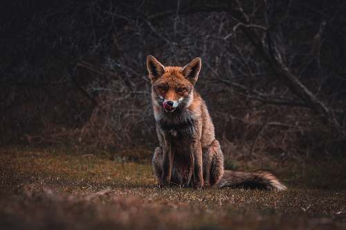 fox fox on grass field wildlife
